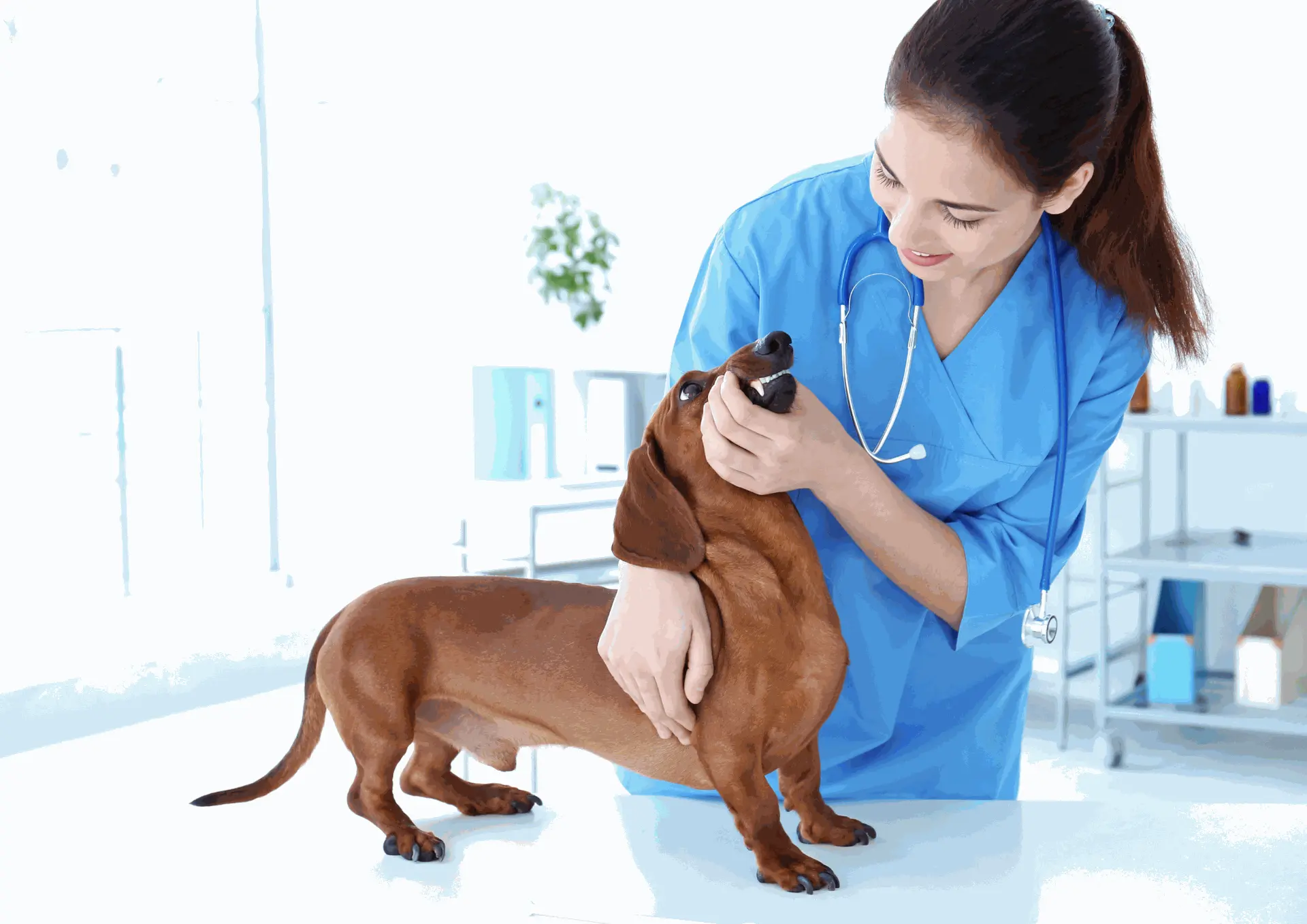Veterinary Medicine